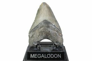 Serrated, Fossil Megalodon Tooth - North Carolina #384107