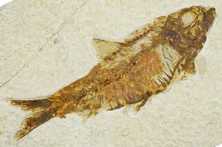 Detailed Fossil Fish (Knightia) - Wyoming #384484