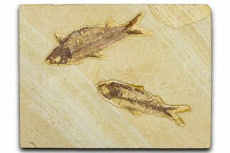 Limestone With Two Detailed Fossil Fish (Knightia) - Wyoming #384487