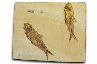 Limestone With Two Detailed Fossil Fish (Knightia) - Wyoming #384488