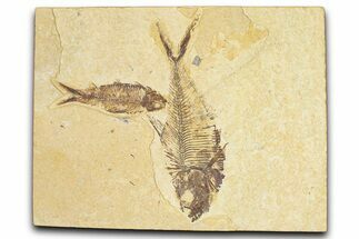 Limestone With Two Fossil Fish (Diplomystus & Knightia) - Wyoming #384490