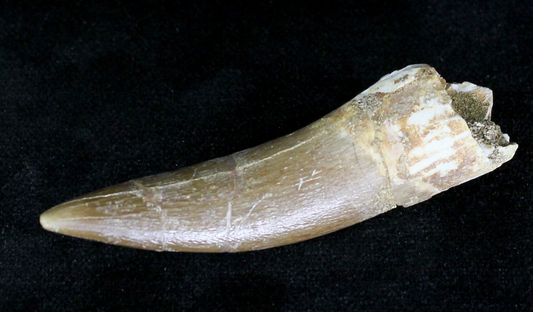 253 Fossil Plesiosaur Tooth Cretaceous Reptile 20156 For Sale