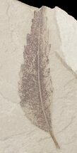 Fossil Sumac Leaf - Green River Formation #20221