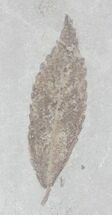 Fossil Cedrelospermum nervosum Leaf - Green River Formation #20324