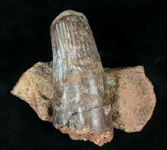 Big Spinosaurus Tooth With Jaw Section #20630