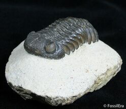 Detailed Phacops Speculator Trilobite - Great Eyes #3123