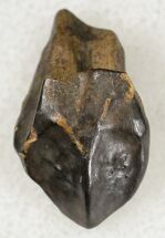 Mildly Worn Triceratops Tooth with Partial Root - Montana #20431