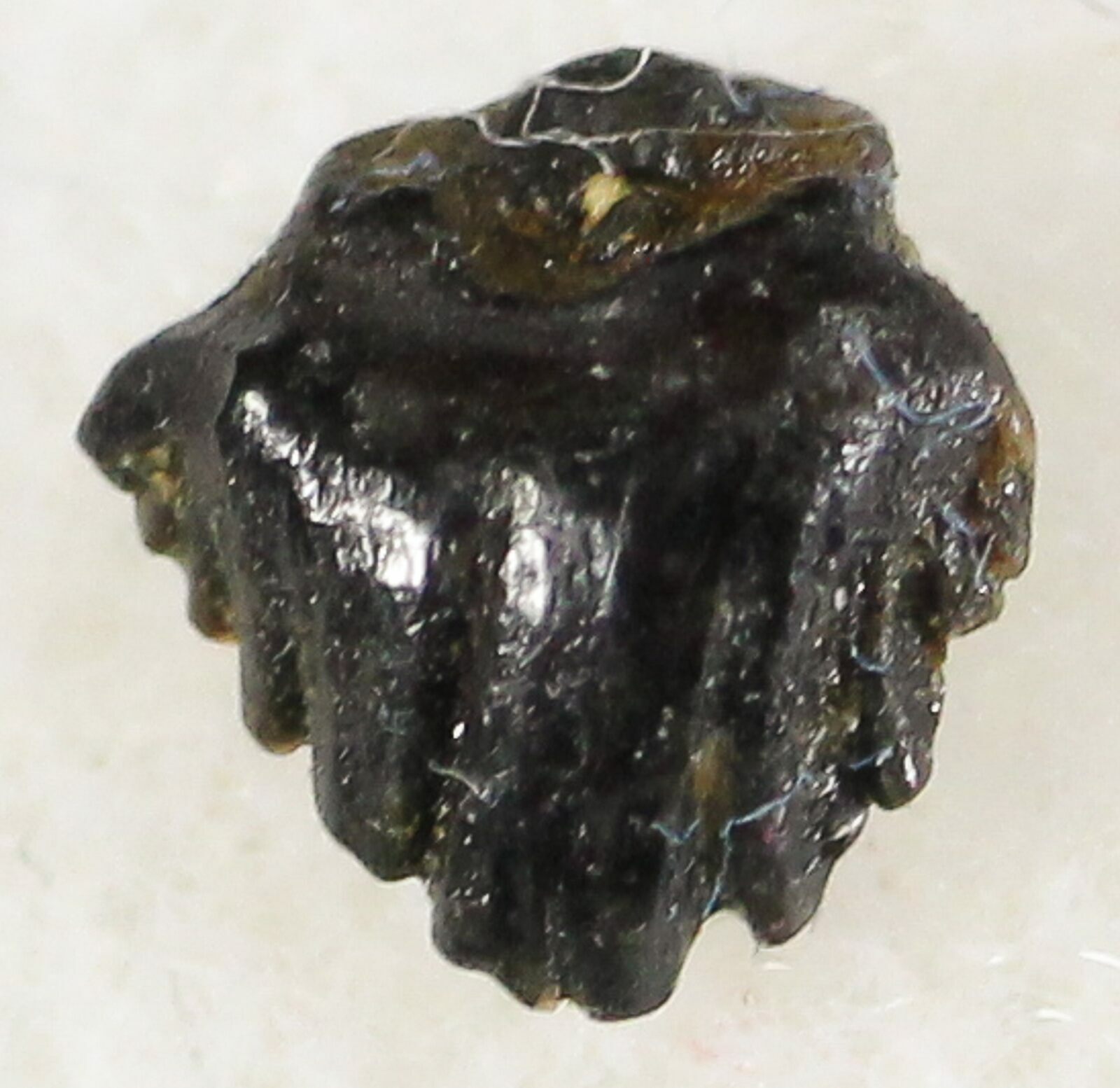 pachycephalosaurus teeth