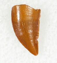 Small Beautiful Raptor Tooth From Morocco - #20695