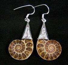 Ammonite Earrings #3157