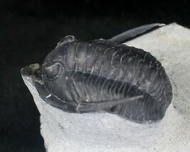 Diademaproetus Trilobite With Free Standing Genals #20746