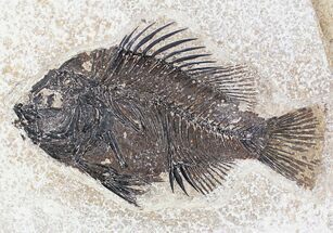 Priscacara Fossil Fish - Beautiful Presentation #20817