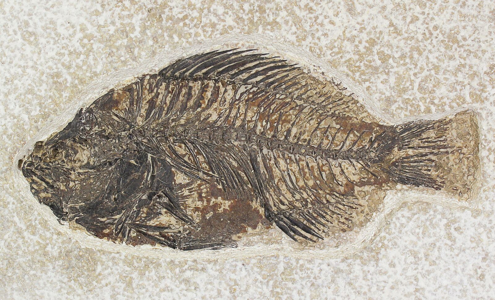 4.45" Priscacara Fossil Fish Kemmerer, Wyoming For Sale (20823