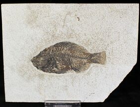 Priscacara Fossil Fish - Kemmerer, Wyoming #20823