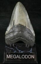 Nice Megalodon Tooth - North Carolina #20809