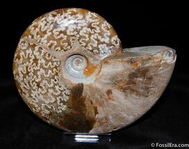 Large Inch Polished Ammonite From Madagascar #389