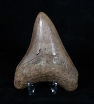 Serrated Inch Brown Georgia Megalodon Tooth #3210
