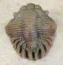 Top Quality Acanthopyge (Lobopyge) Trilobite #21234