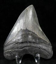 Hooked Megalodon Tooth - South Carolina #21259