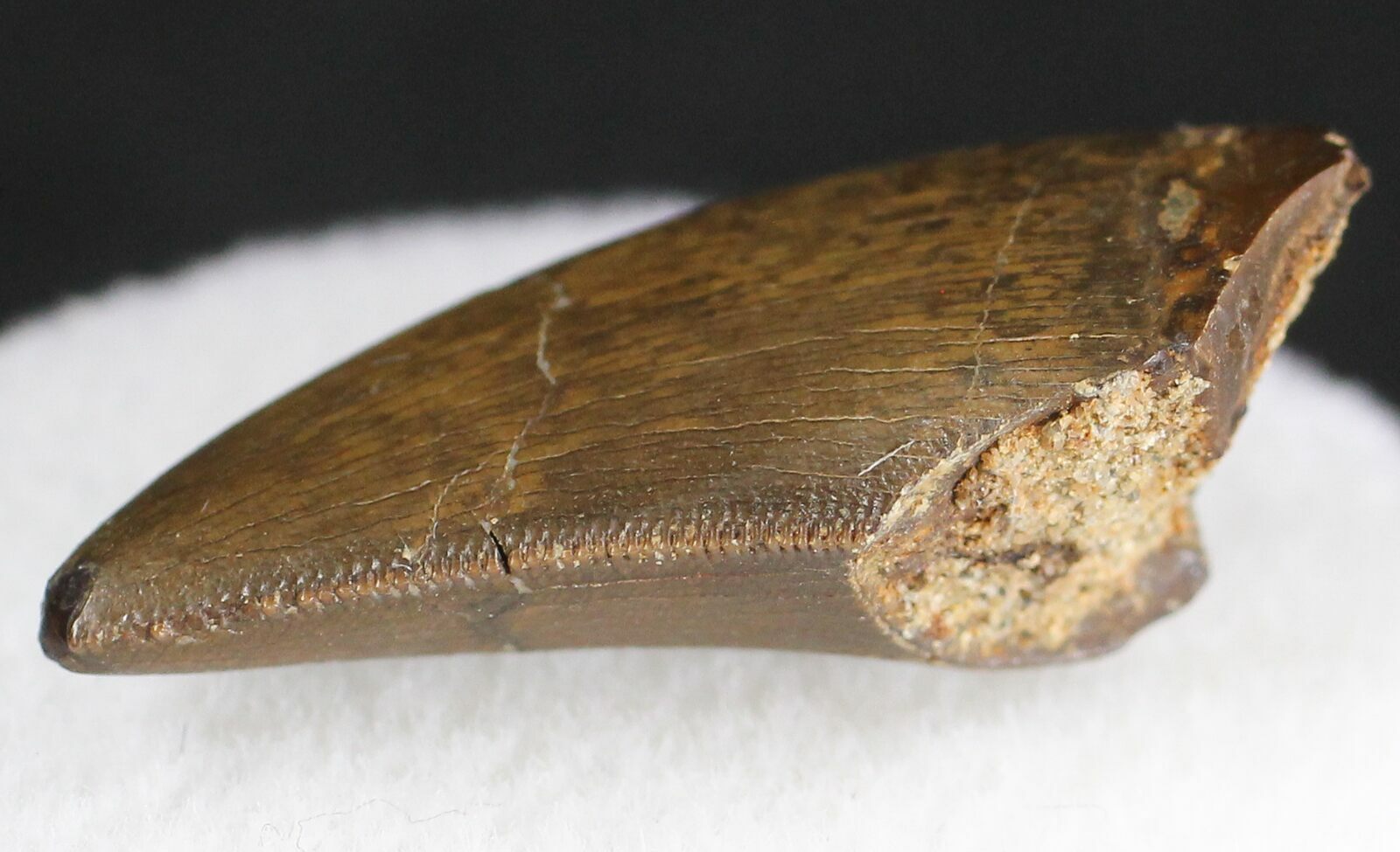 t rex teeth serrated