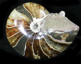 Huge Cretaceous Nautilus Fossil Small Ammonite #21634