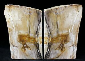 Tall Sequoia Petrified Wood Bookends - Oregon #21644