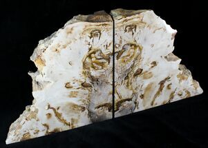 Sweet Home Oregon Petrified Wood Bookends #21645