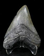 Dark Colored Megalodon Tooth #21732