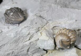 Enrolled Flexicalymene Trilobite Pair - Ohio #20996