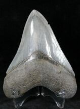 Beautifully Colored Megalodon Tooth - Georgia #21872