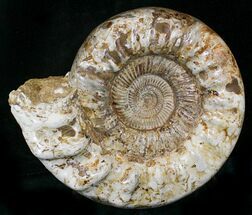 Massive, Wide Ammonite Fossil With Stand #21926