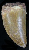 Carcharodontosaurus Tooth - Great Preservation #22023
