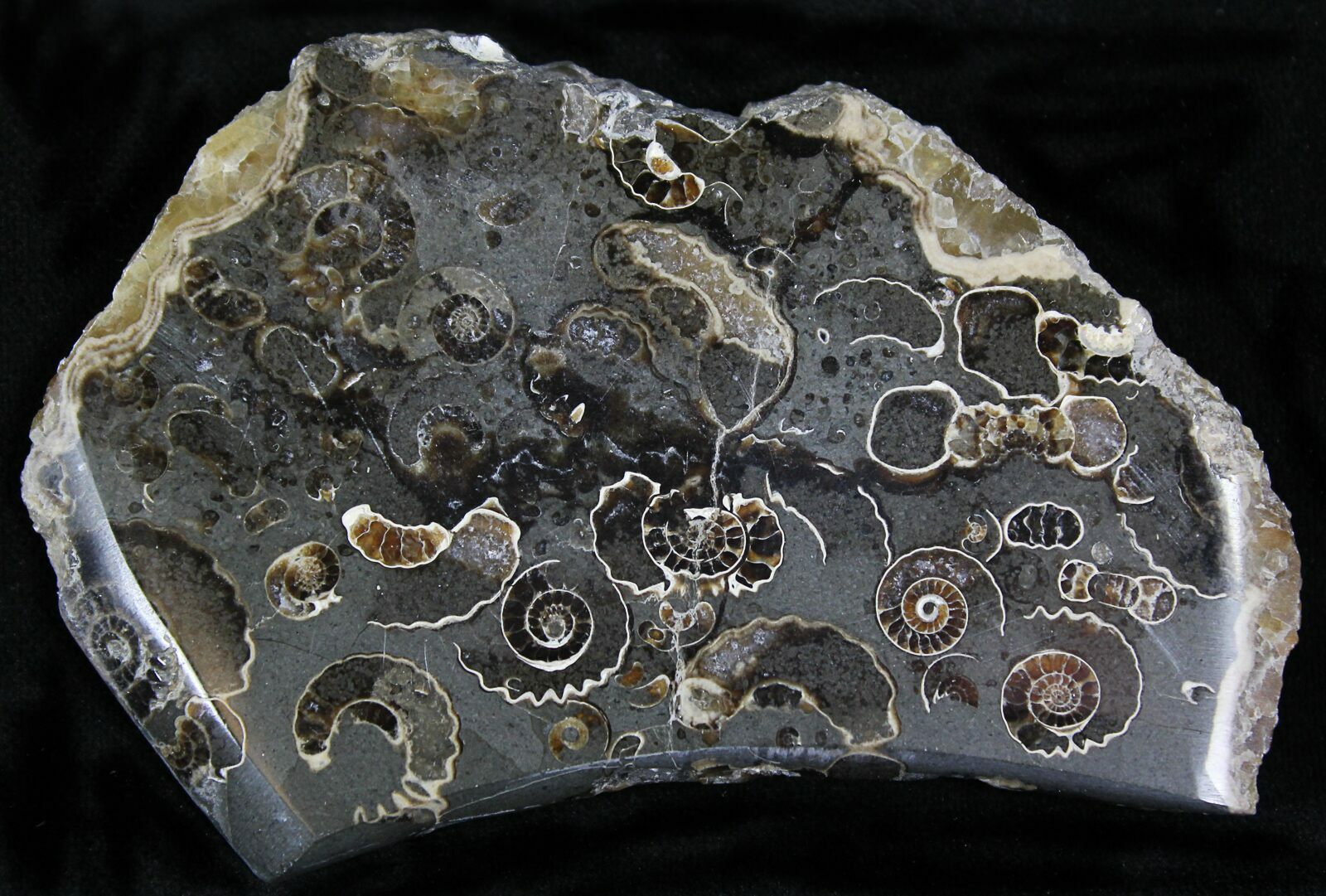 Polished Ammonite Fossils "Marston Magna Marble" (22077) For Sale