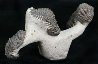 Triple Crotalocephalina Trilobite Piece - Natural Sculpture #22135