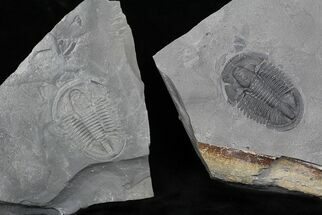 Asaphiscus Wheeleri Trilobite - Part & Counterpart #22105