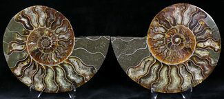 Polished Ammonite Pair - Million Years #22231