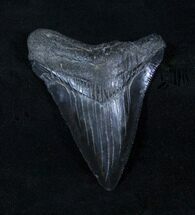 Jet Black / Inch Megalodon Tooth - Beautiful #3317