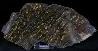 Banded Tiger Iron Stromatolite - Australia ( Billion Years) #22493