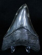 Gorgeous Serrated Inch Megalodon Tooth #3316