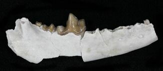 Hesperocyon (Canidae) Jaw Section - Nebraska #10695