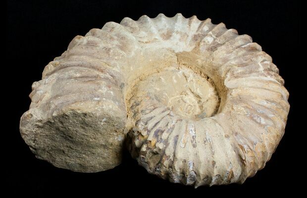 FSR803 ✔100/%genuine✔UK Giant Mantelliceras Ammonite Fossil Morocco Cretaceous