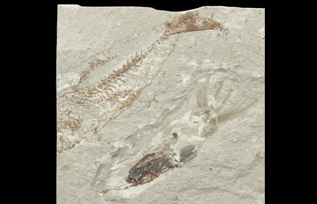 sac fossil