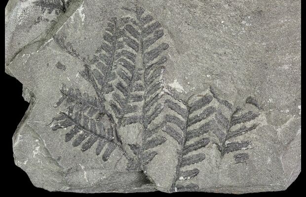 Carboniferous Fossil Fern (Lygenopteris) Plate - Poland For Sale ...