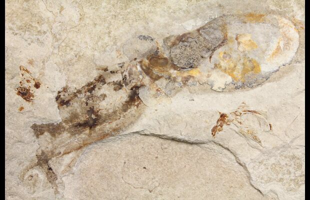 sac fossil