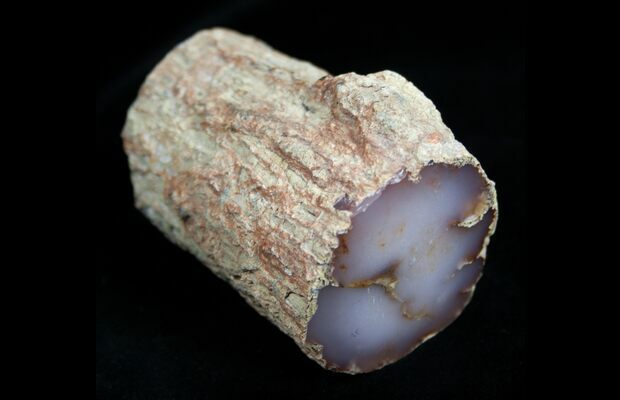 85ct 49x30x7 Petrified Wood Chalcedony
